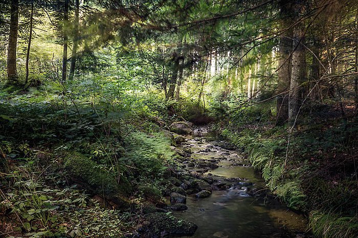 Wandern am Arber